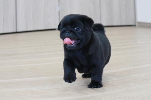 成約済の京都府のパグ-386960の7枚目