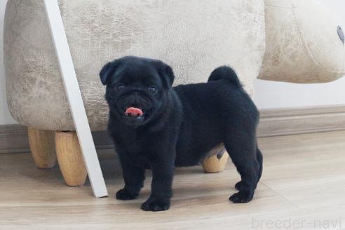 成約済の京都府のパグ-386960の5枚目