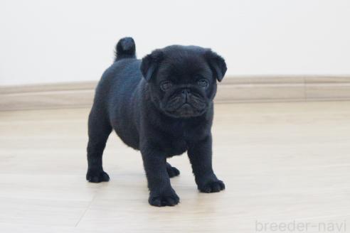 成約済の京都府のパグ-386960の4枚目