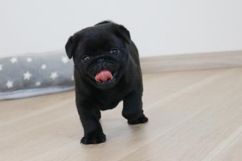 成約済の京都府のパグ-386960の3枚目