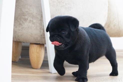 成約済の京都府のパグ-386960の2枚目