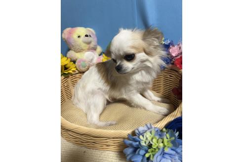 ネイロちゃん1枚目