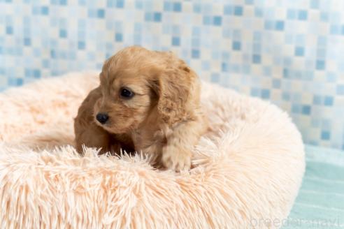 商談中の福岡県のキャバプー:キャバリア×トイプードル-383928の5枚目