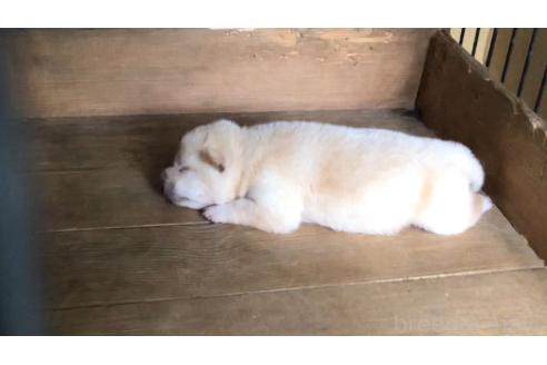 販売中の山口県の柴犬-388892の5枚目