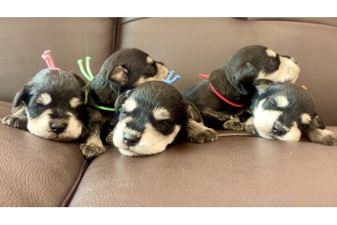 商談中の滋賀県のミニチュアシュナウザー-388949の2枚目