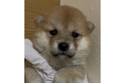 販売中の愛知県の豆柴-389202の1枚目