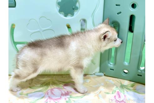 販売中の愛知県のシベリアンハスキー-383917の5枚目