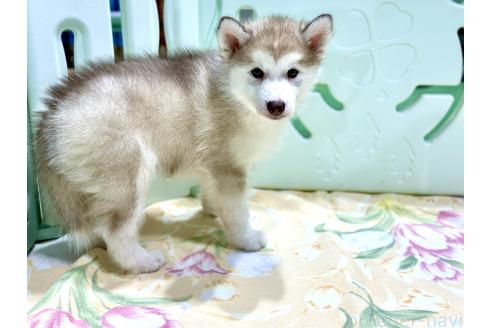 販売中の愛知県のシベリアンハスキー-383917の4枚目