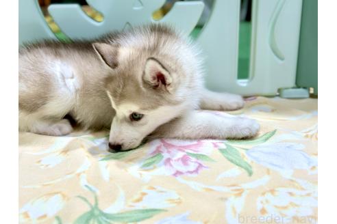 販売中の愛知県のシベリアンハスキー-383917の3枚目