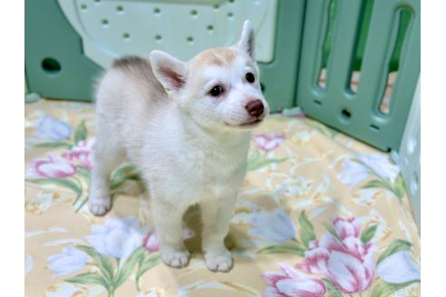 販売中の愛知県のシベリアンハスキー-383919の4枚目