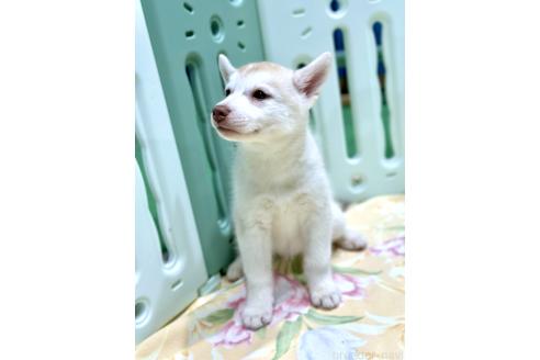 販売中の愛知県のシベリアンハスキー-383919の3枚目