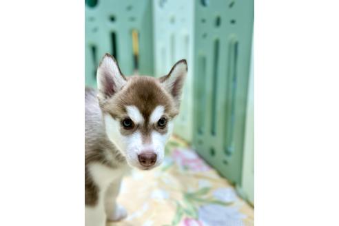 成約済の愛知県のシベリアンハスキー-383918の4枚目