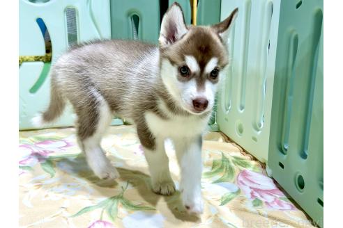 成約済の愛知県のシベリアンハスキー-383918の3枚目