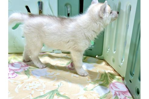成約済の愛知県のシベリアンハスキー-383921の4枚目