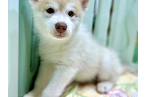 成約済の愛知県のシベリアンハスキー-383921の3枚目