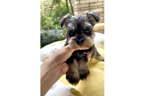 商談中の奈良県のミニチュアシュナウザー-382261の3枚目