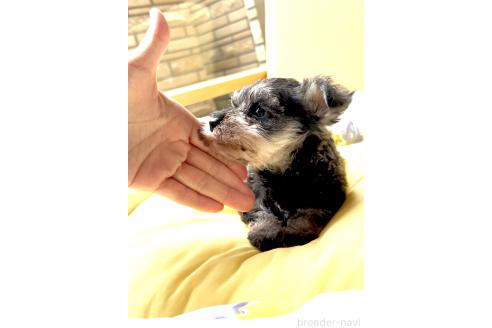 商談中の奈良県のミニチュアシュナウザー-382261の2枚目