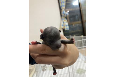 販売中の福岡県のティーカッププードル-389242の1枚目
