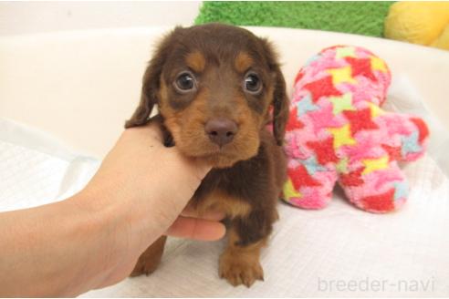 成約済の大阪府のミニチュアダックスフンド(ロングヘアード)-389244の1枚目