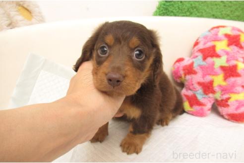 成約済の大阪府のミニチュアダックスフンド(ロングヘアード)-389244の2枚目