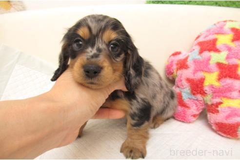 成約済の大阪府のミニチュアダックスフンド(ロングヘアード)-389246の2枚目