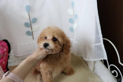 販売中の愛知県のタイニープードル-380128の12枚目
