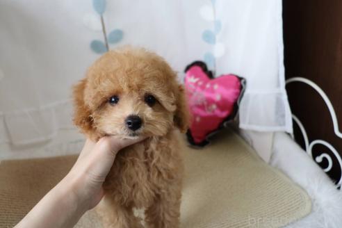 販売中の愛知県のタイニープードル-380125の17枚目