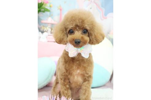 のあちゃん1枚目