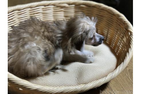 販売中の千葉県のチャイニーズクレステッドドッグ-371802の3枚目