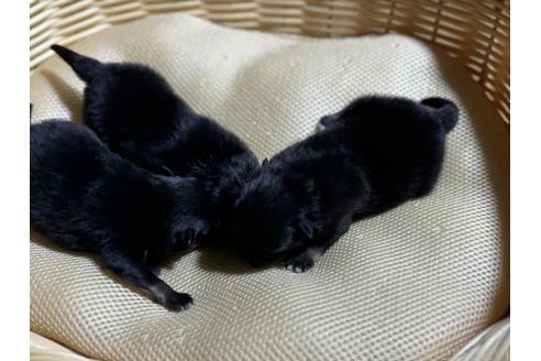 販売中の千葉県のポメラニアン-390882の2枚目