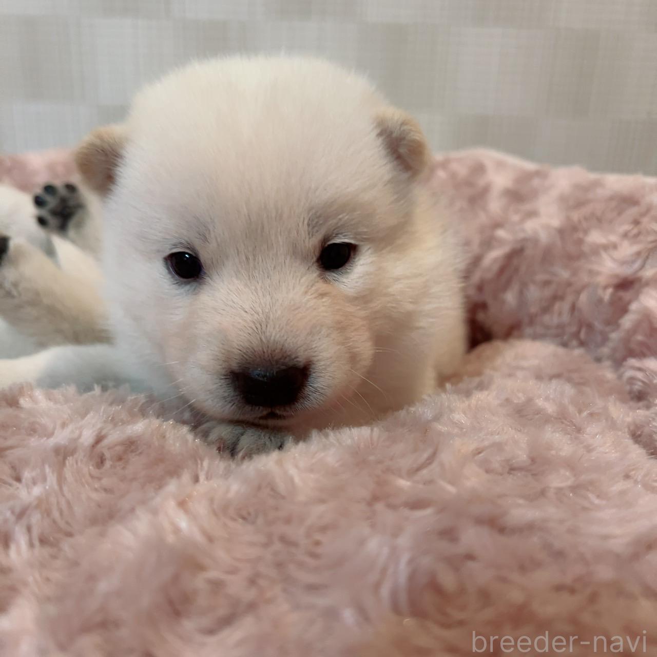 成約済の大阪府の北海道犬-389274の1枚目