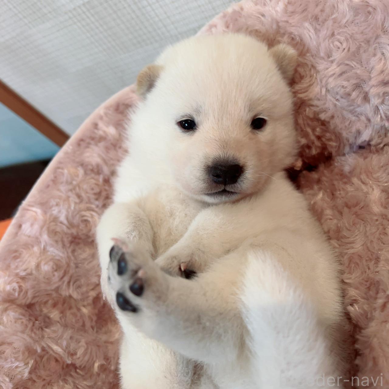 成約済の大阪府の北海道犬-389274の5枚目