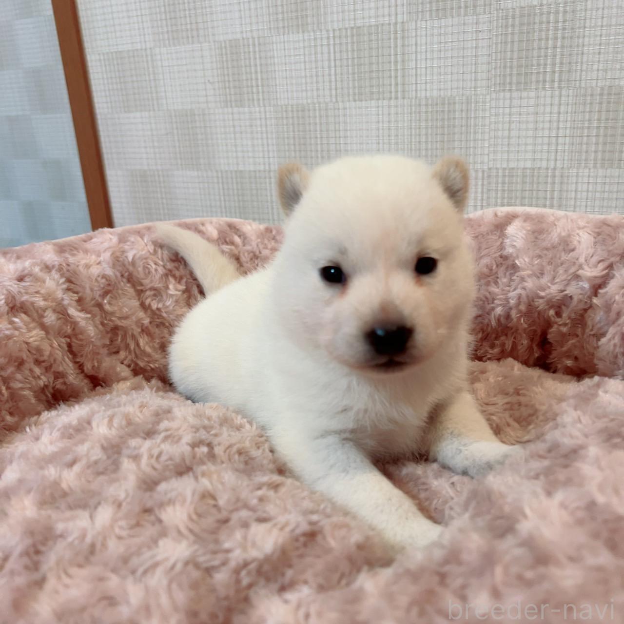 販売中の大阪府の北海道犬-389275の1枚目