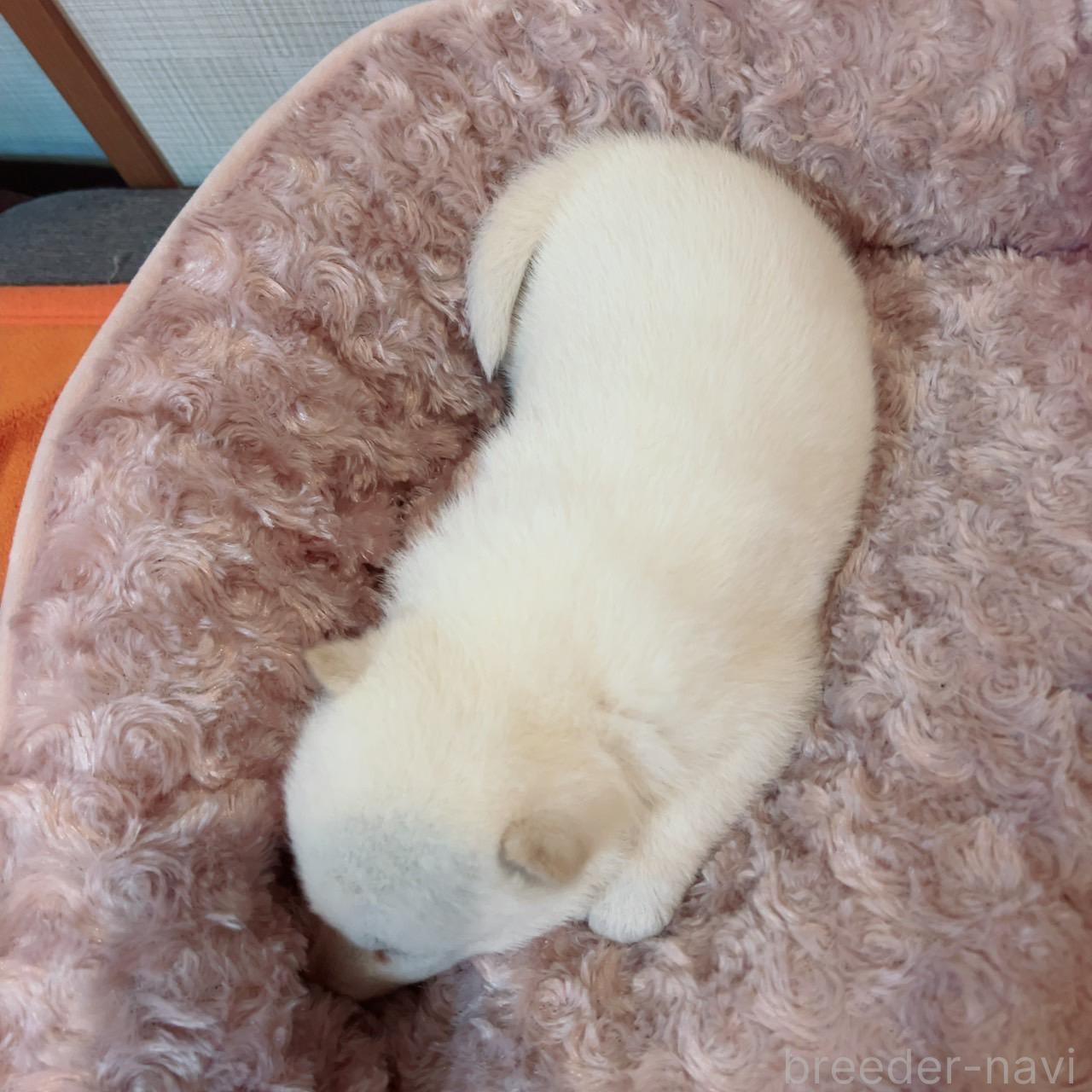 販売中の大阪府の北海道犬-389275の4枚目