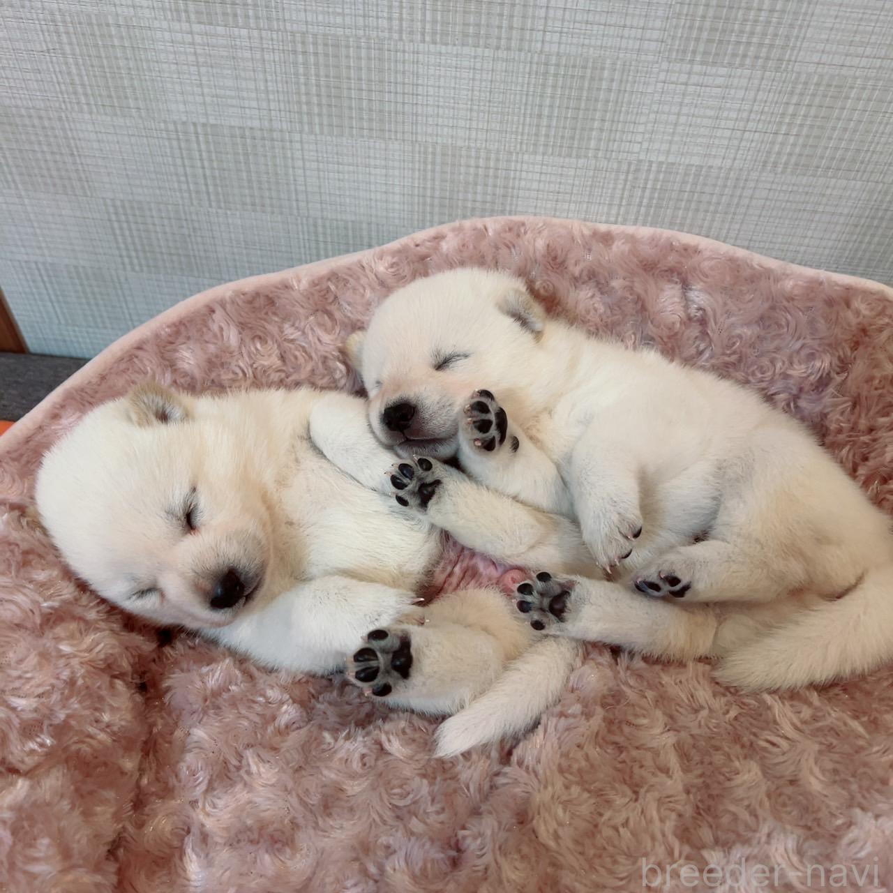販売中の大阪府の北海道犬-389275の2枚目