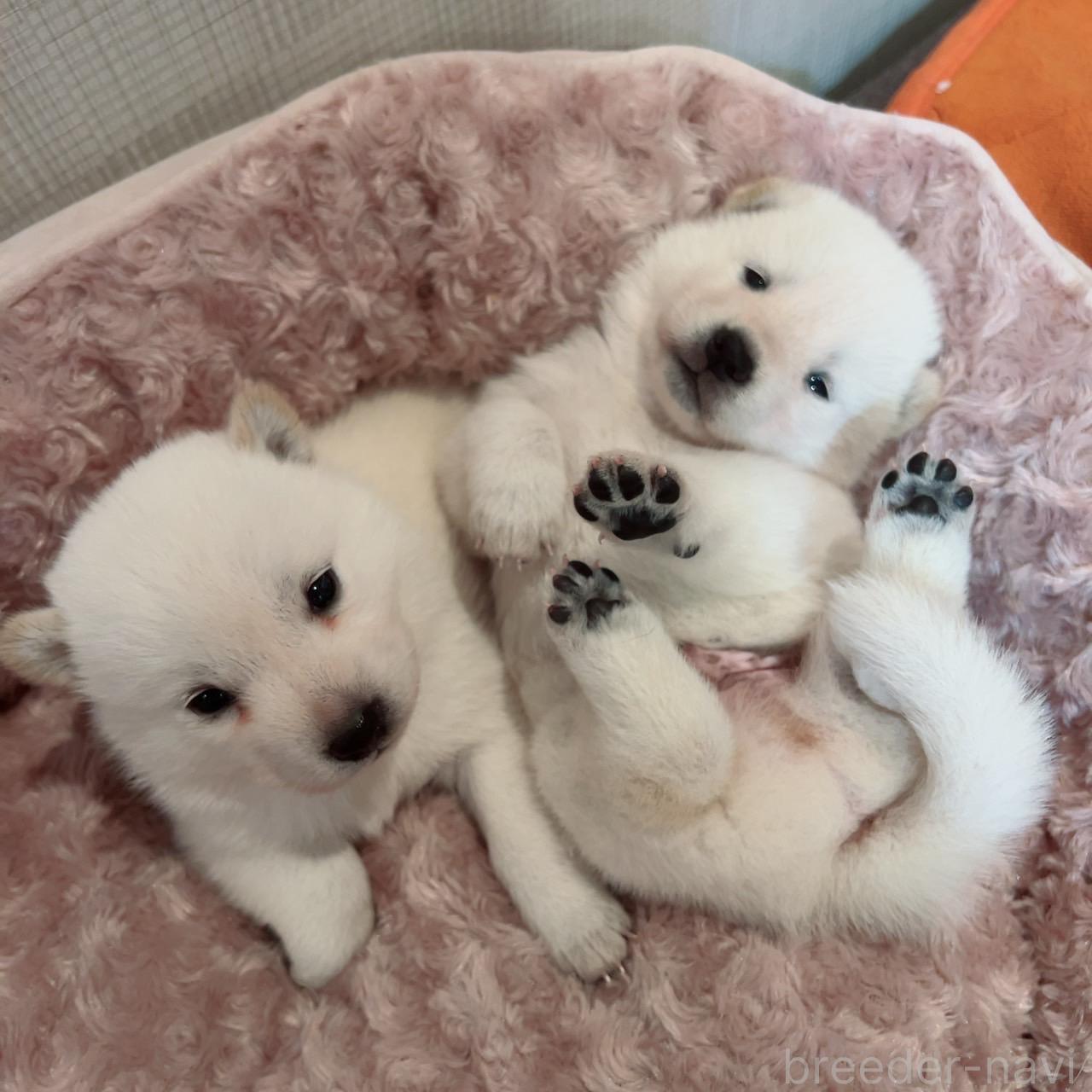 販売中の大阪府の北海道犬-389275の3枚目