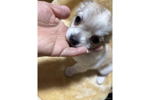 販売中の大分県のチワワ(ロングコート)-389281の5枚目