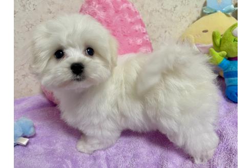 商談中の新潟県のマルチーズ-380820の13枚目