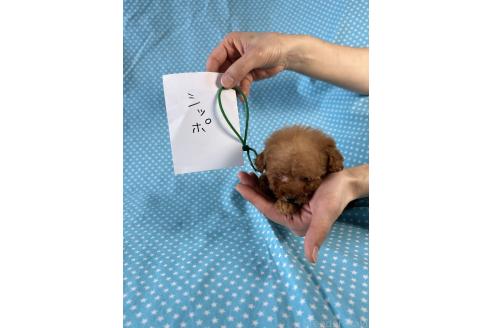 販売中の北海道のティーカッププードル-389292の3枚目