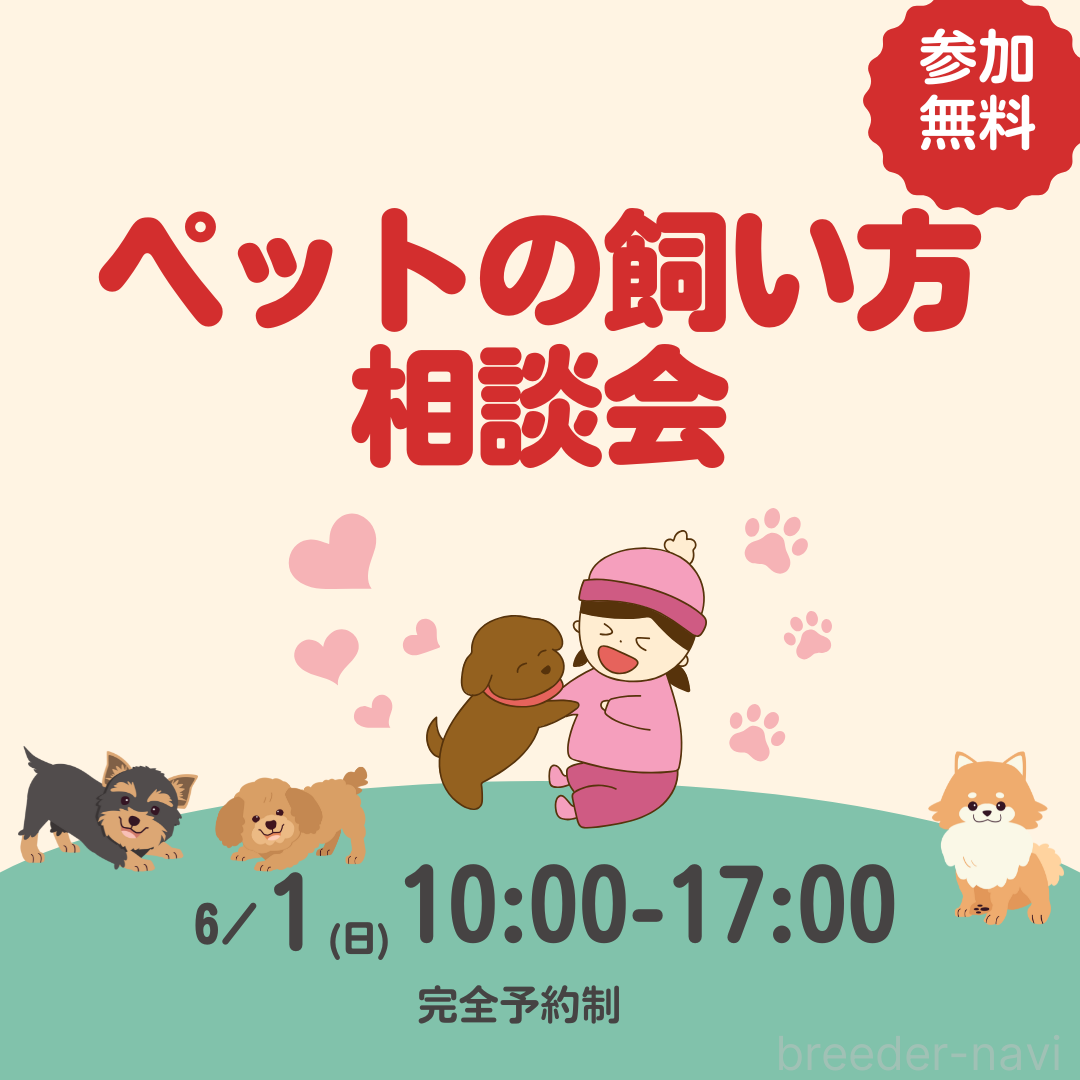 販売中の千葉県のチワワ(ロングコート)-388360の3枚目