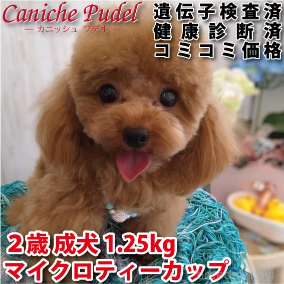 販売中の岐阜県のティーカッププードル-389304の1枚目