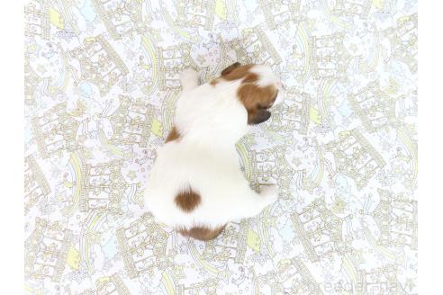 商談中の千葉県のパピヨン-389309の5枚目