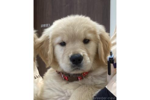 販売中の北海道のゴールデンレトリーバー-389311の3枚目