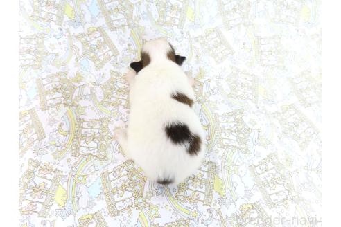 販売中の千葉県のパピヨン-389312の5枚目