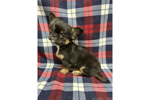 成約済の福島県のミックス犬-385512の5枚目