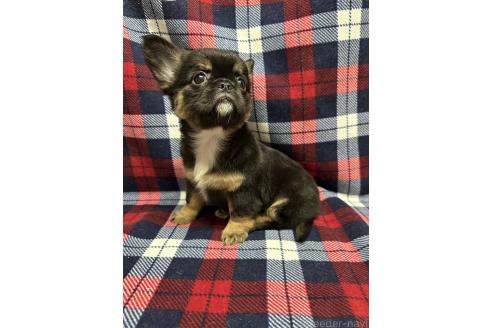 成約済の福島県のミックス犬-385512の4枚目