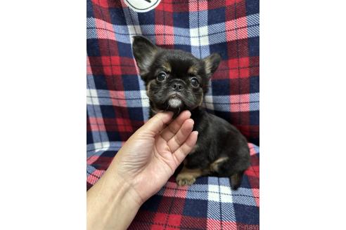 成約済の福島県のミックス犬-385512の3枚目