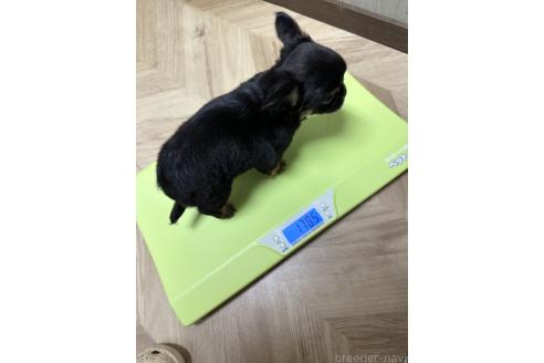 成約済の福島県のミックス犬-385512の2枚目