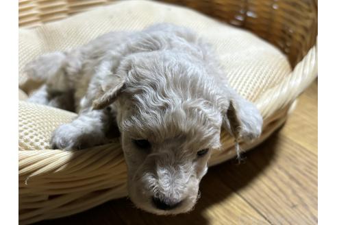 販売中の千葉県のトイプードル-389216の3枚目