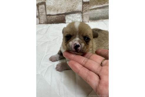 販売中の山口県のミックス犬-389338の1枚目